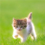 清新治愈适合微信头像的猫咪图片（精选34张）