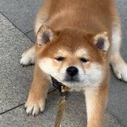 独一无二的可爱动物头像图片,即可拥有