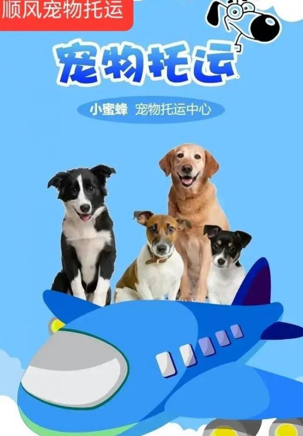 狗狗托运快递公司（狗狗托运送货上门吗）