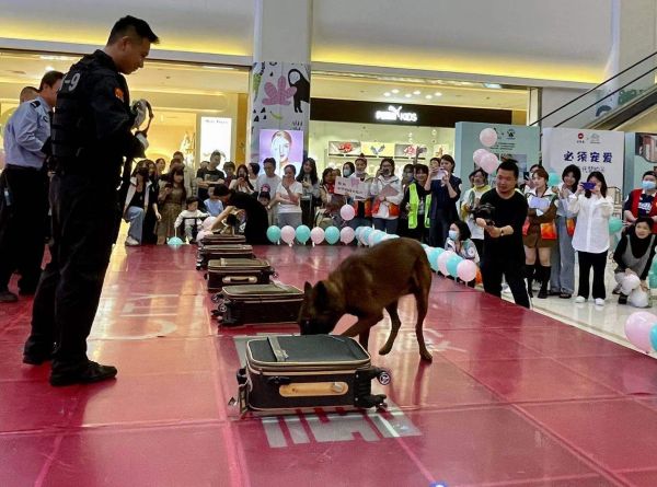 民警下达指令后，警犬开展搜查毒品演练，找到藏有毒品的行李箱。