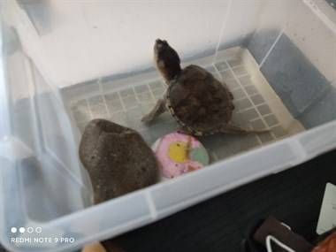 卖一只鳄龟