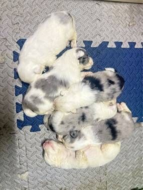 狗娃越来越大了