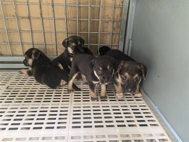 小猎犬