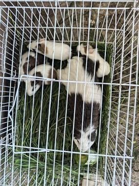荷兰猪宠物。