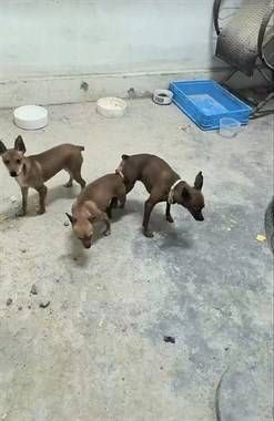 小鹿