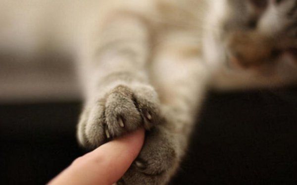 家养宠物猫哪个品种好