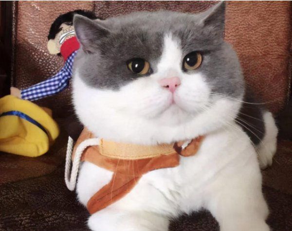 家养宠物猫哪个品种好