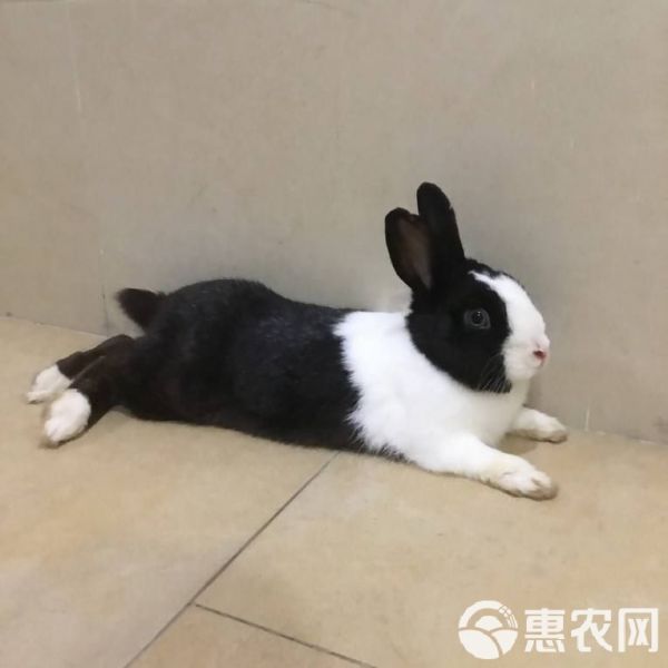  杂交兔，赛北兔，中国白兔，花明兔，月月兔，中国白玉肉兔兔苗
