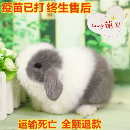  宠物兔，垂耳兔，折耳兔，道奇兔，迷你兔，批发零售