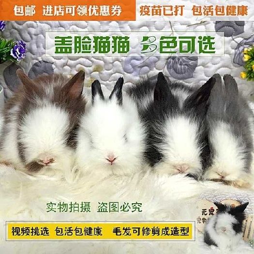  宠物兔猫猫兔道奇兔猫猫兔新品种兔养殖场直销