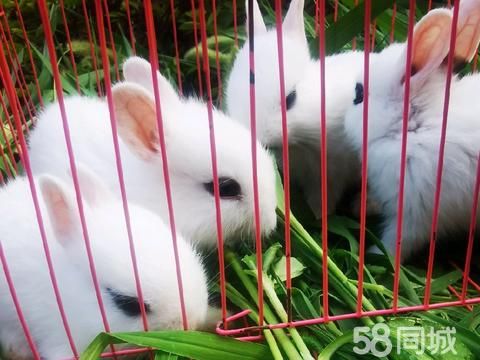 滕州宠物赠送/领养·宠物兔