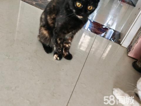 滕州宠物赠送/领养·领养，免费领养，给个猫粮钱就行。因为家人过敏，不允许再养。