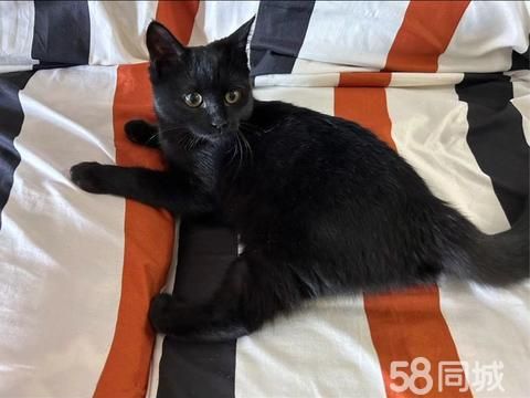 滕州宠物赠送/领养·猫咪免费送养