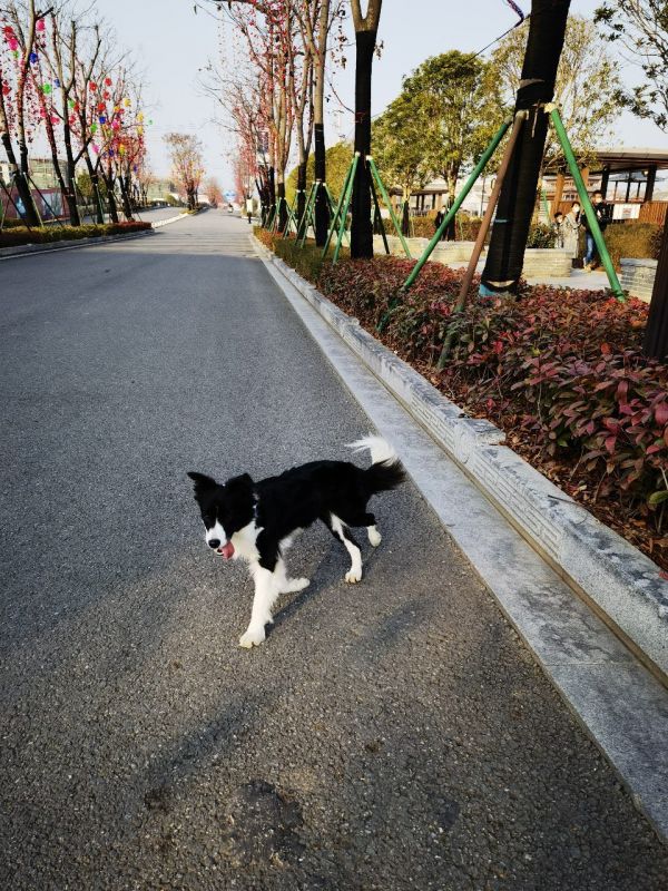 寻找丢失黑白色边牧犬