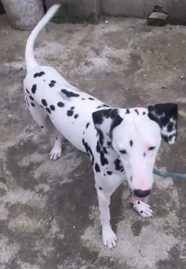 大麦町犬斑点狗出售