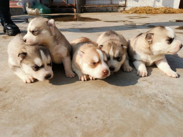 自家养哈士奇幼犬