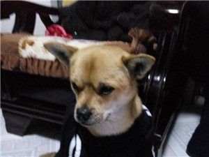寻找走失爱犬