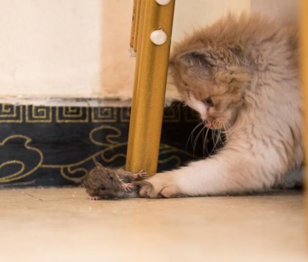 每只猫都会抓老鼠吗？是不是天性？这篇文章告诉你