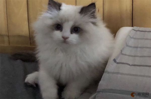 布偶猫会抓老鼠吗 有哪些饲养禁忌