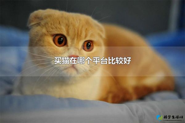 图片[1] - 买猫在哪个平台比较好 其它购买宠物的地方 - 醉梦生活网