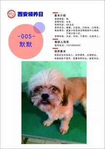 西安宠物领养指南,免费领养信息汇总