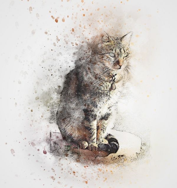 猫,宠物,艺术