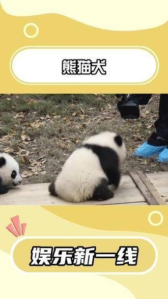 泰州小熊猫，正统熊猫犬 谁能想到如此可爱 泰州的萌宠真是让人的心都融化了