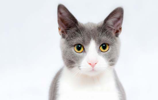 野猫为什么不能捡回家 民间说猫来穷