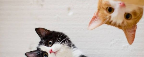什么属相不能养猫 养猫之前你都了解清楚了吗?