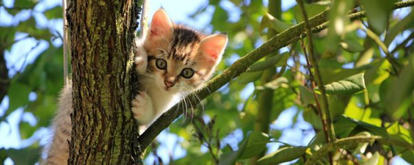 猫死了挂树上怎么回事儿 原因让人毛骨悚然