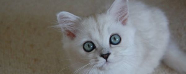为什么说养猫穷三代 这种民间传说你还相信?