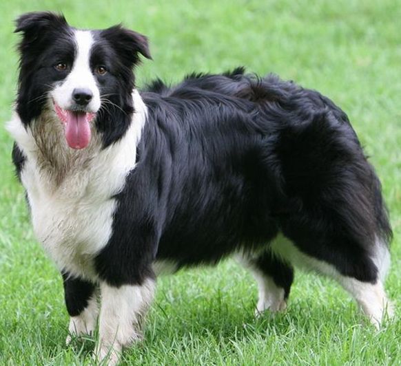边境牧羊犬.png