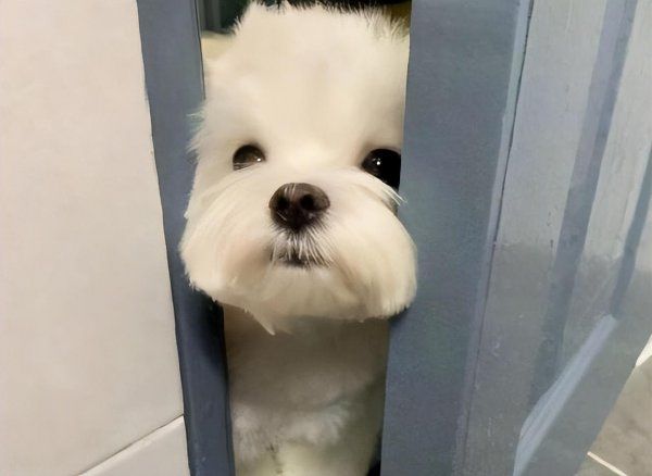 宠物狗哪个品种聪明又好养