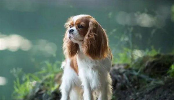 查理王小猎犬一般在什么价位