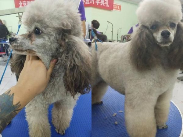 宠物美容行业前景如何找工作好找吗？