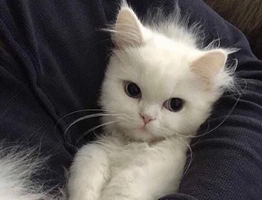 男生换猫咪头像的背后（解读社交媒体上宠物头像的文化现象）