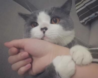 男生换猫咪头像的背后（解读社交媒体上宠物头像的文化现象）