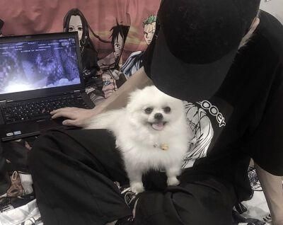 男生换猫咪头像的背后（解读社交媒体上宠物头像的文化现象）