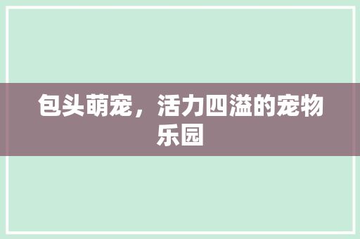 包头萌宠，活力四溢的宠物乐园