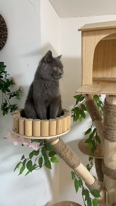 万象城附近的巨可爱猫猫