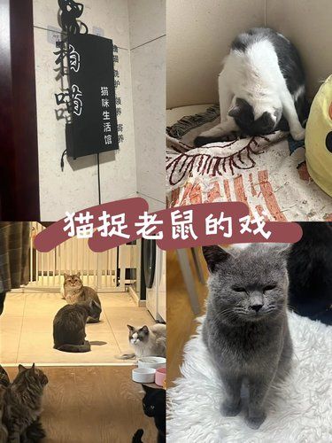 猫捉老鼠的戏