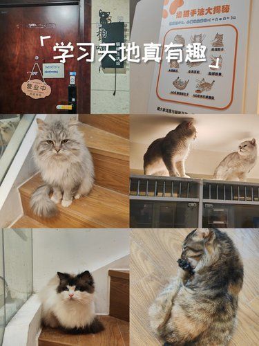 猫咪天地～宠物乐园