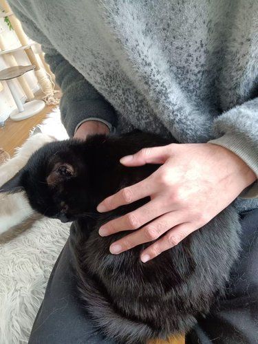 猫生活，慵懒得刚刚好