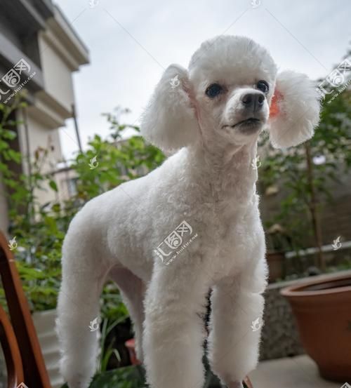 贵宾犬有尾巴，你知道吗？（探讨贵宾犬尾巴的特点和重要性）