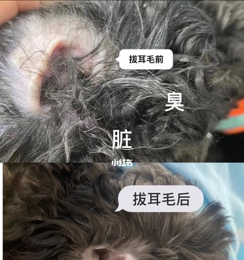 贵宾犬耳朵臭的原因及解决方法（贵宾犬耳朵异味的成因分析与清洁技巧）