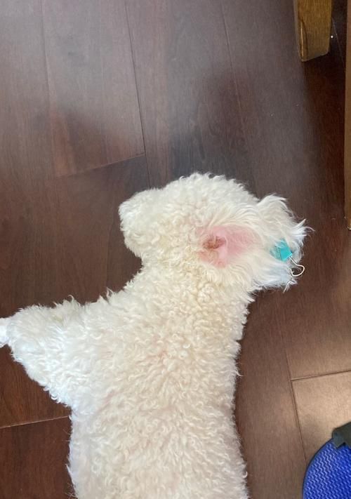 贵宾犬耳朵臭的原因及解决方法（贵宾犬耳朵异味的成因分析与清洁技巧）