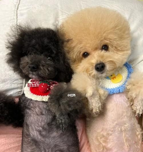 贵宾犬耳朵臭的原因及解决方法（贵宾犬耳朵异味的成因分析与清洁技巧）