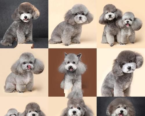 不同种类贵宾犬有哪些？如何区分贵宾犬的品种？