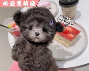 贵宾犬飞耳现象的原因是什么？
