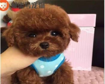 贵宾犬飞耳现象的原因是什么？